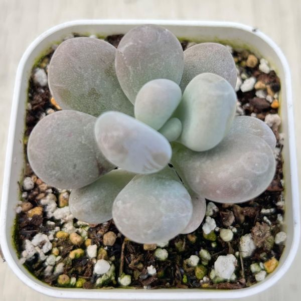 画像1: ●多肉植物 エケベリア だるまミルク 2.5寸苗 C5169