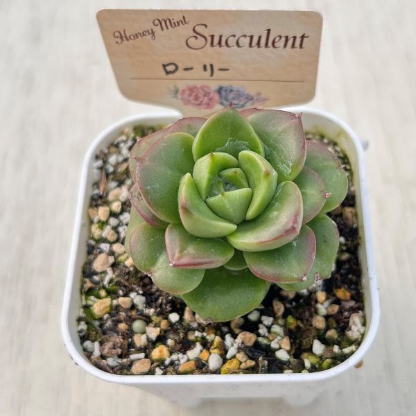 画像2: ●多肉植物 エケベリア ローリー 2.5寸苗 C5154