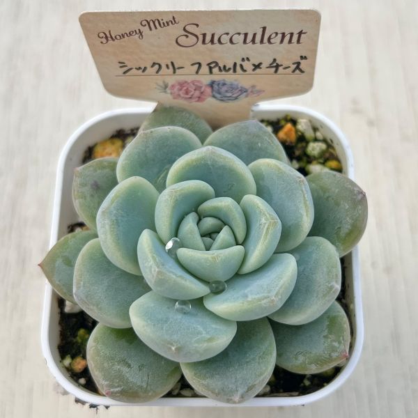 画像2: ●多肉植物 エケベリア シックリーフアルバ×チーズHyb 2.5寸苗 C5156