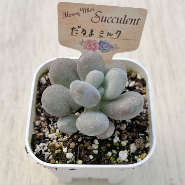 画像2: ●多肉植物 エケベリア だるまミルク 2.5寸苗 C5169