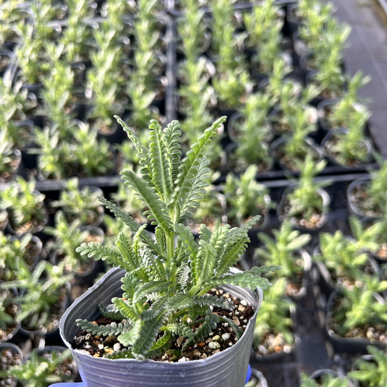 画像2: ラベンダー テンダータ ラディーバ インペリアル